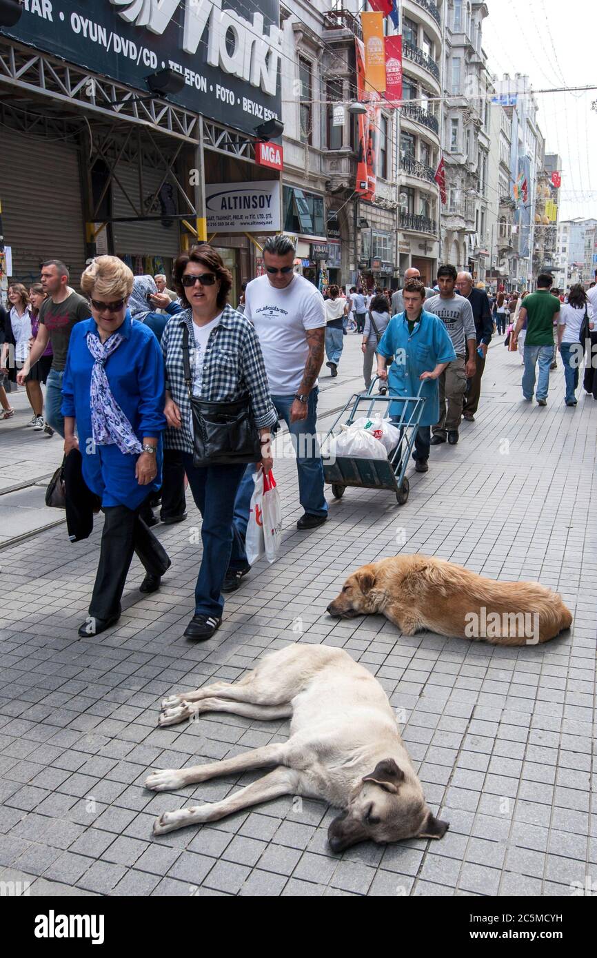A pair of street dogs sleep despite the foot traffic on Istiklal Caddesi in the Taksim district of Istanbul in Turkey. Stock Photo