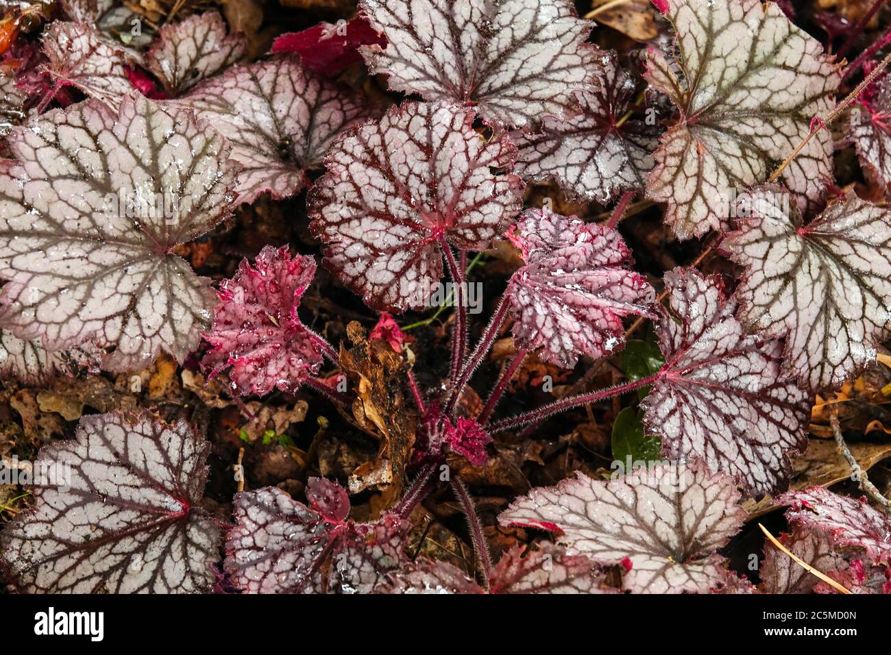 Alum Root Heuchera 'Frost' Heuchera Little Cutie Series Alumroot Coral Bells Heucheras Burgundy Brown Leaves Silver Tinge Stock Photo