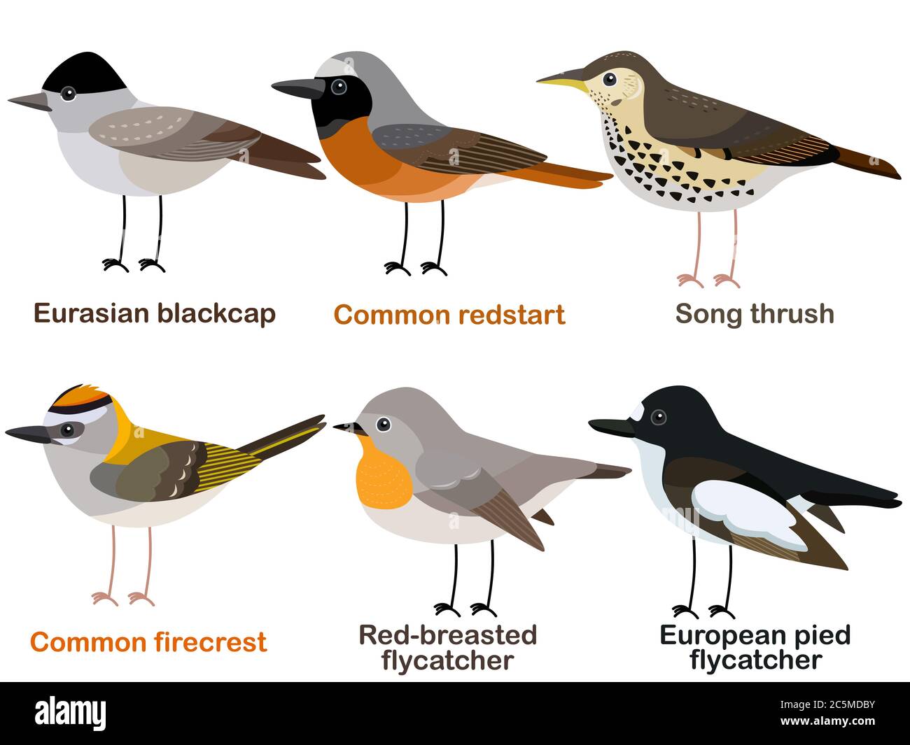Cute bird vector illustration set, Blackcap, Redstart, Song thrush, Firecrest, Flycatcher, Colorful European bird cartoon collection Stock Vector Image & Art - Alamy Cute bird vector illustration set, Blackcap, Redstart, Song thrush, Firecrest, Flycatcher, Colorful European bird cartoon collection Stock Vector Image & Art - Alamy