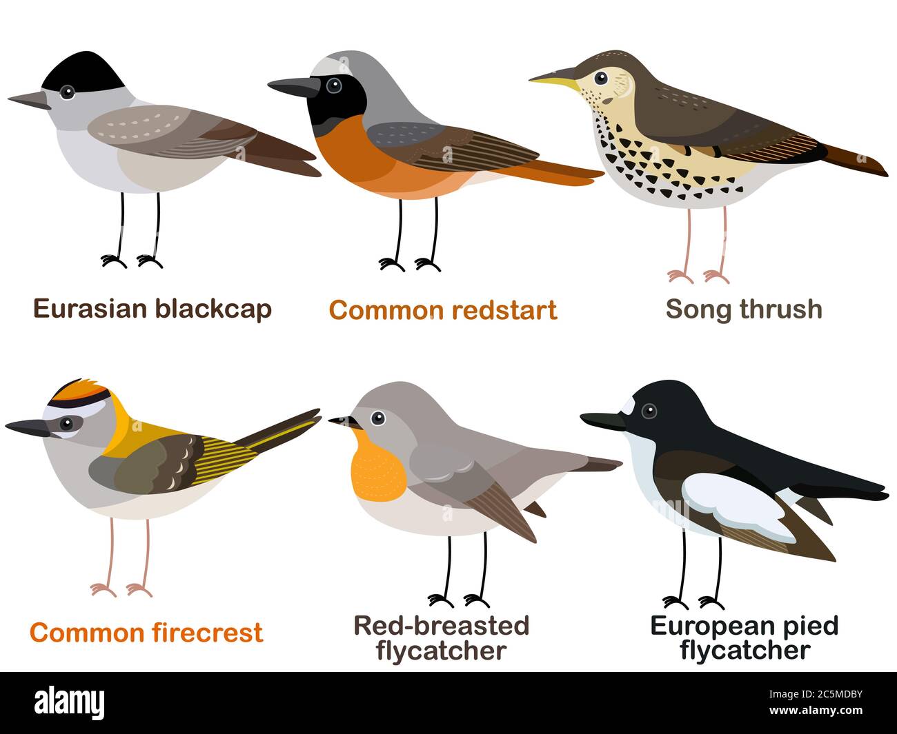 Cute bird vector illustration set, Blackcap, Redstart, Song thrush, Firecrest, Flycatcher, Colorful European bird cartoon collection Stock Vector