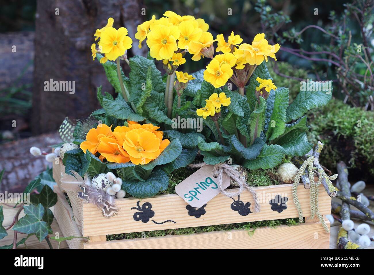 yellow primroses in wooden box as rustic spring decoration Stock Photo