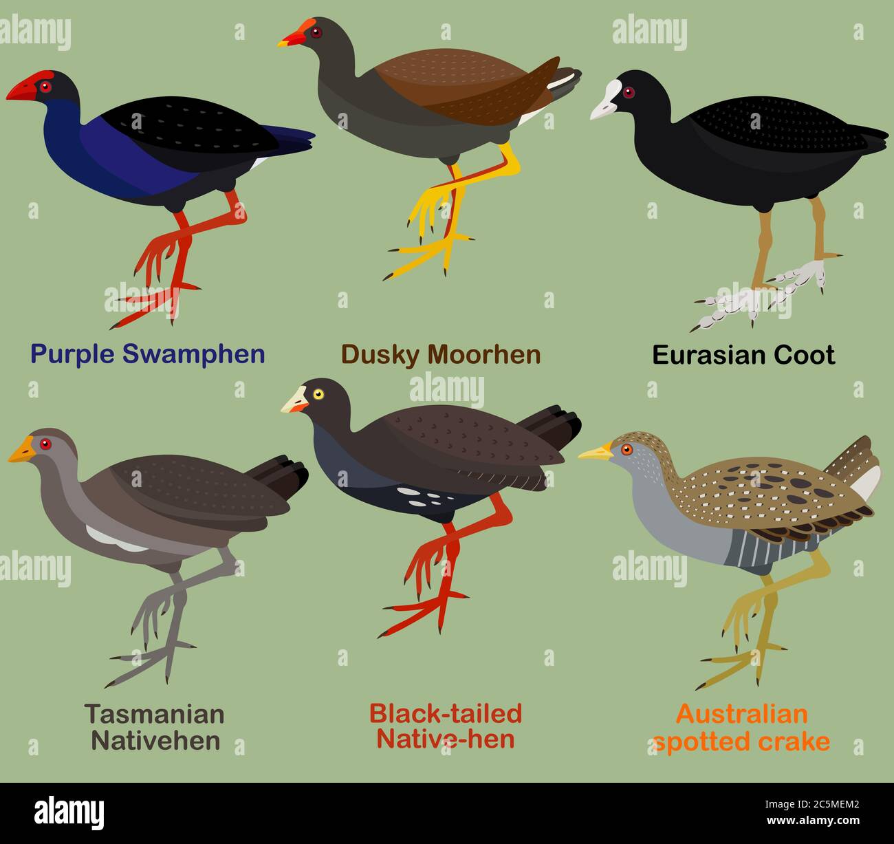 Cute bird vector illustration set, Purple Swamphen, Dusky moorhen, Coot, Native-hen, Crake, Colorful seabird cartoon collection Stock Vector