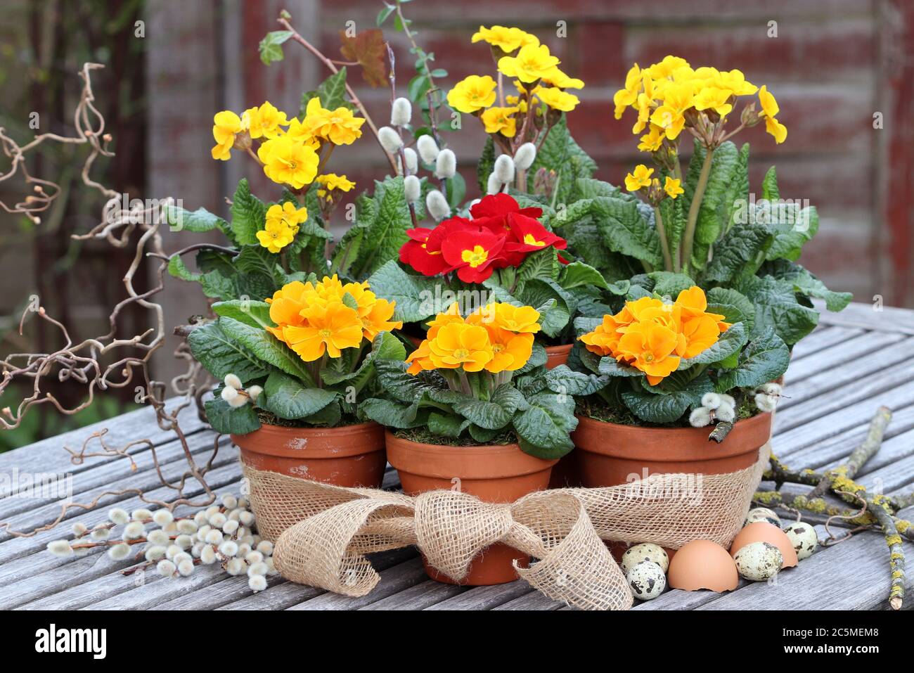 yellow primroses in terracotta pots as rustic spring decoration Stock Photo