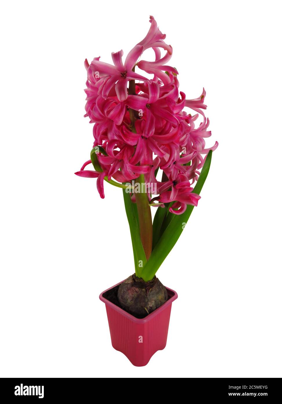 Pink Hyacinth Isolated On White Background Clipping Path Included