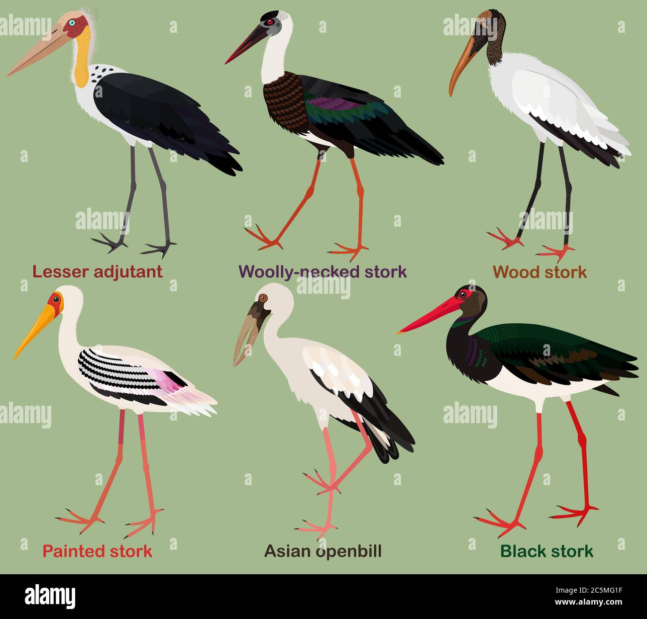 Colorful Storks Wooly Necked Stork