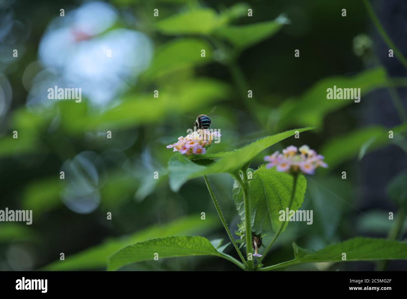 Honey bee Gather Honey From Blooming Colorful Lantana Flower Stock Photo