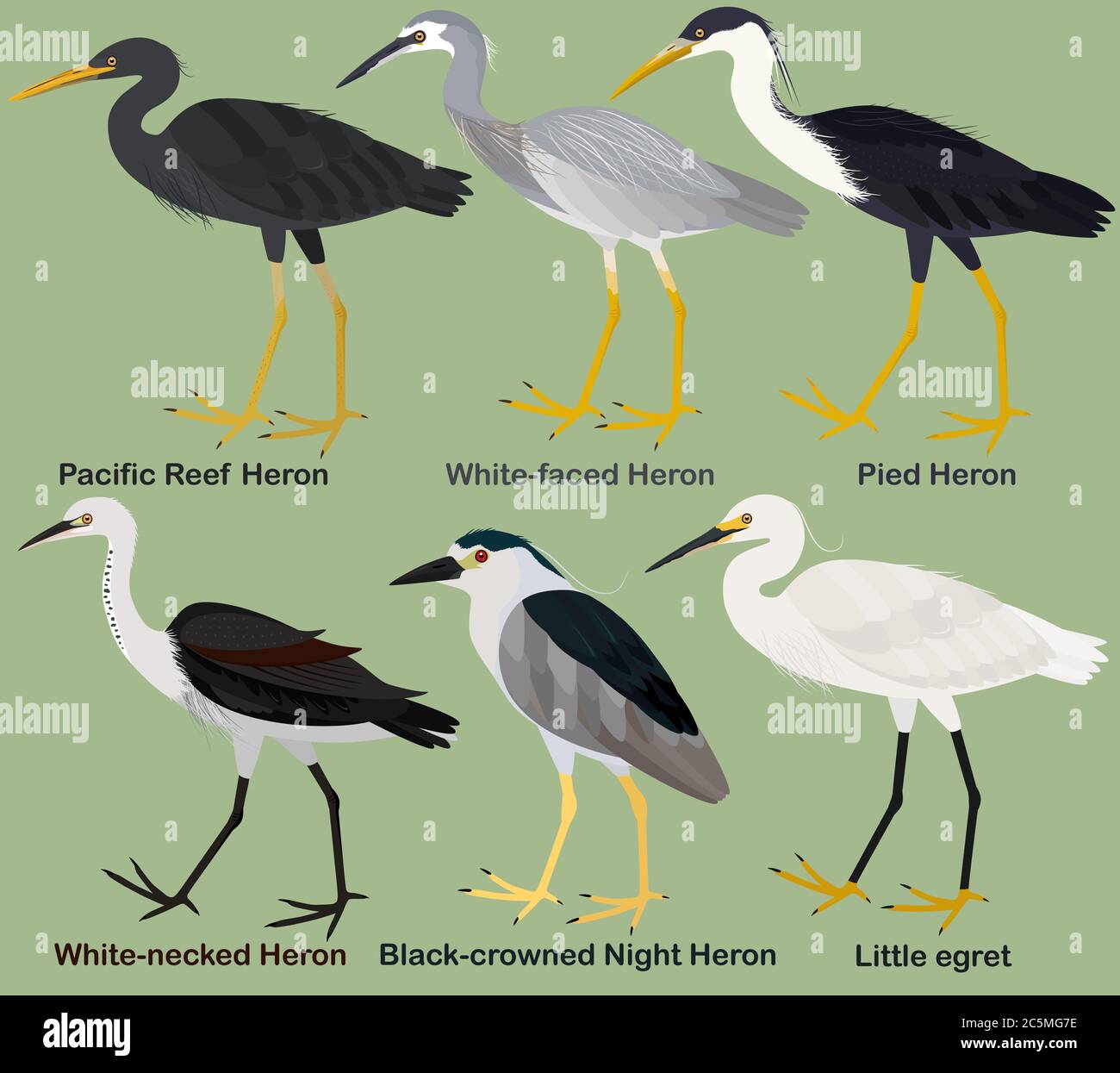 Cute wading bird vector illustration set, Whitefaced Heron, White