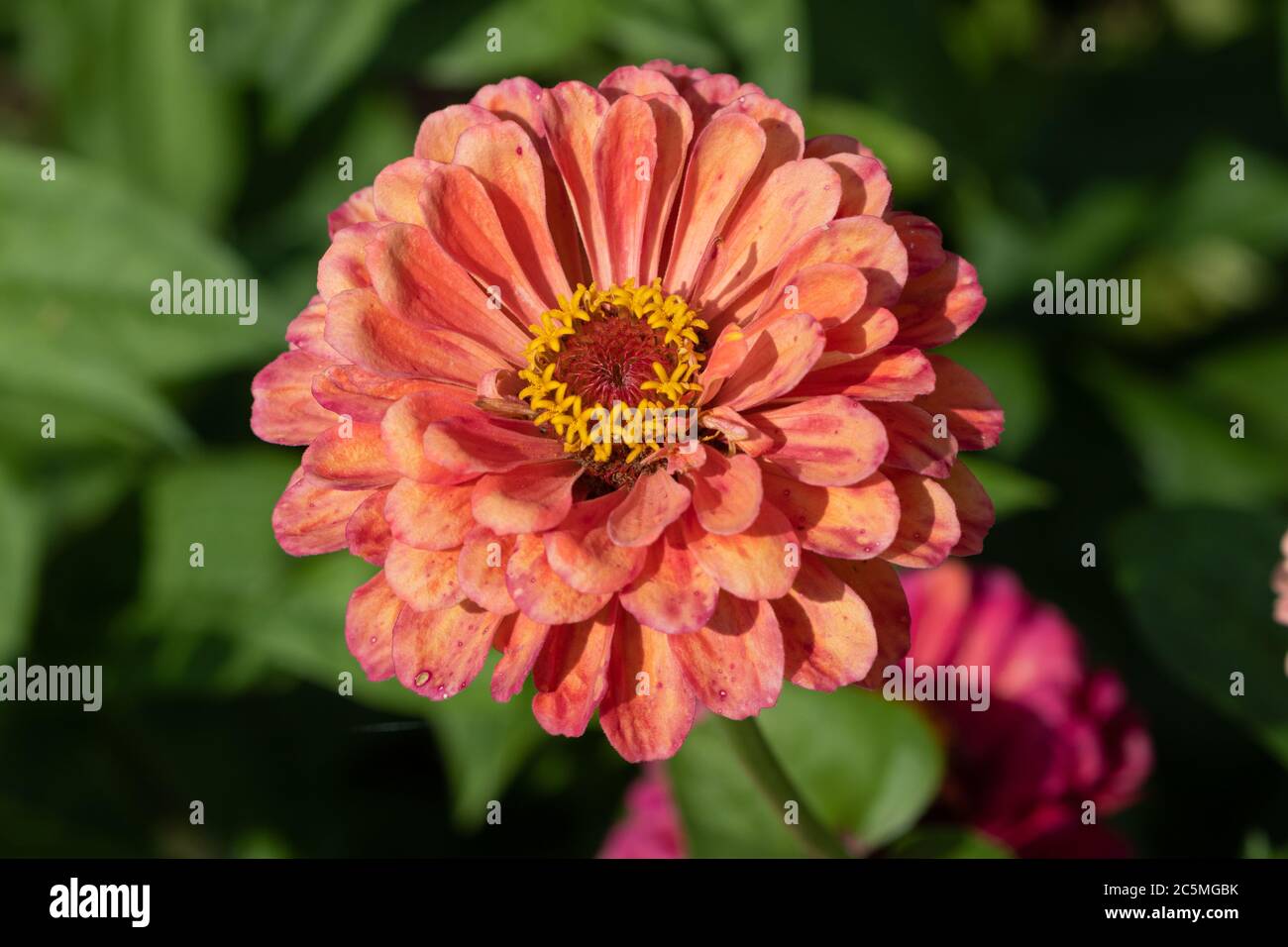 zinnia flower in orange macro Stock Photo