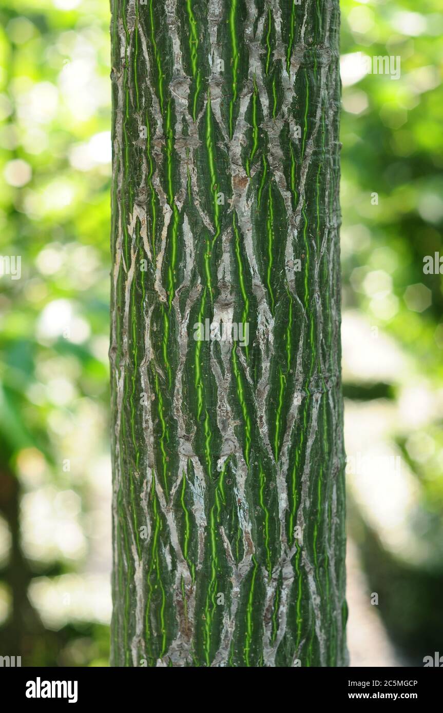 Bark of a Shaving-brush Tree (Psuedobombax ellipticum) Stock Photo