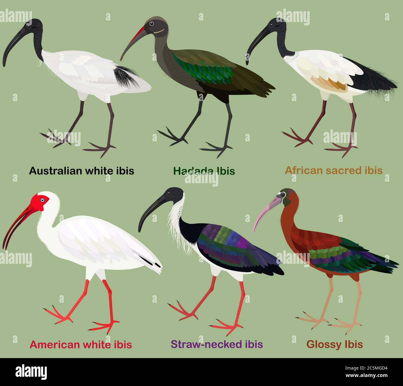 Cute wading bird vector illustration set, Australian white ibis, Hadada, African sacred, white, Straw-necked, Glossy Ibis, Colorful bird cart Stock Vector Image & - Alamy