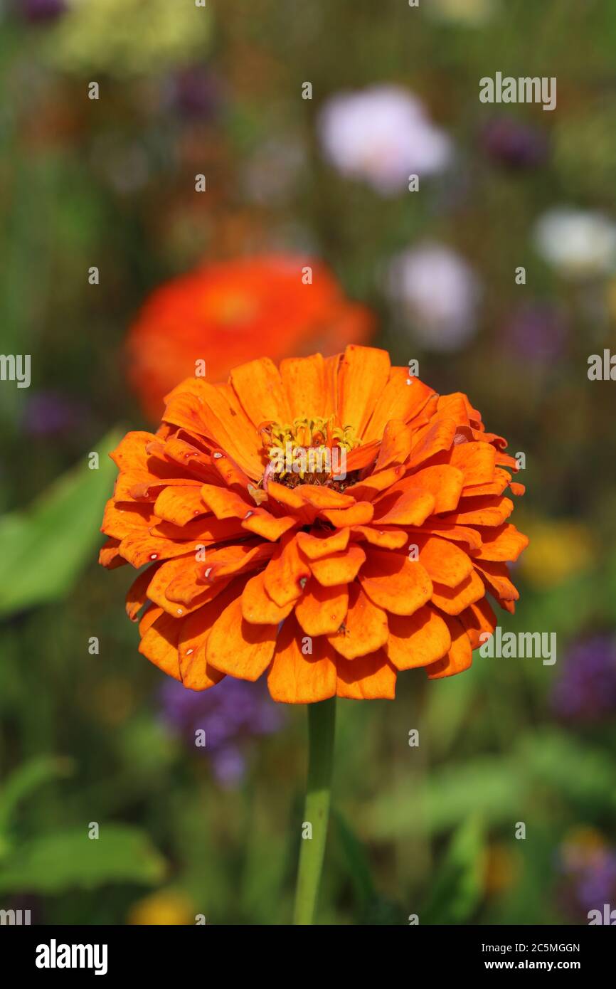 zinnia flower in orange macro Stock Photo