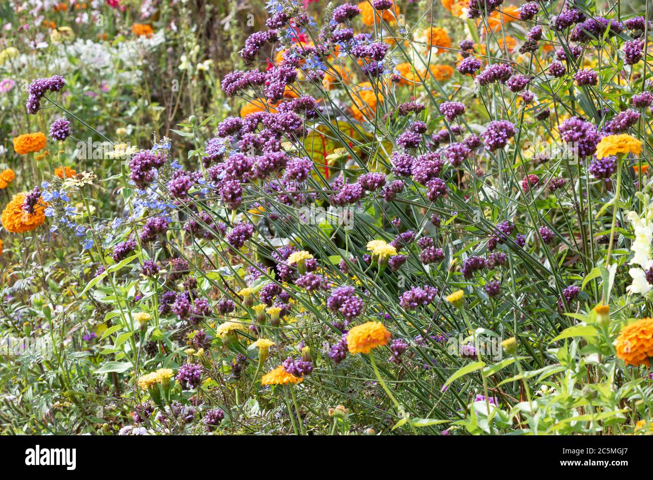 Verbena bonariensis hi-res stock photography and images - Alamy