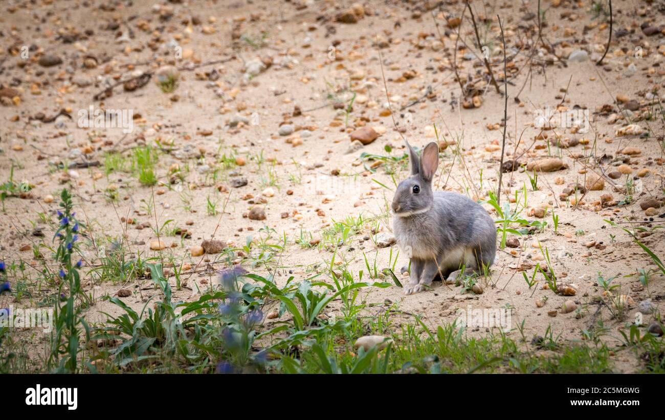 Europäische hase (Lepus europaeus), junge Tier sitzt am Wegesrand, Stock Photo