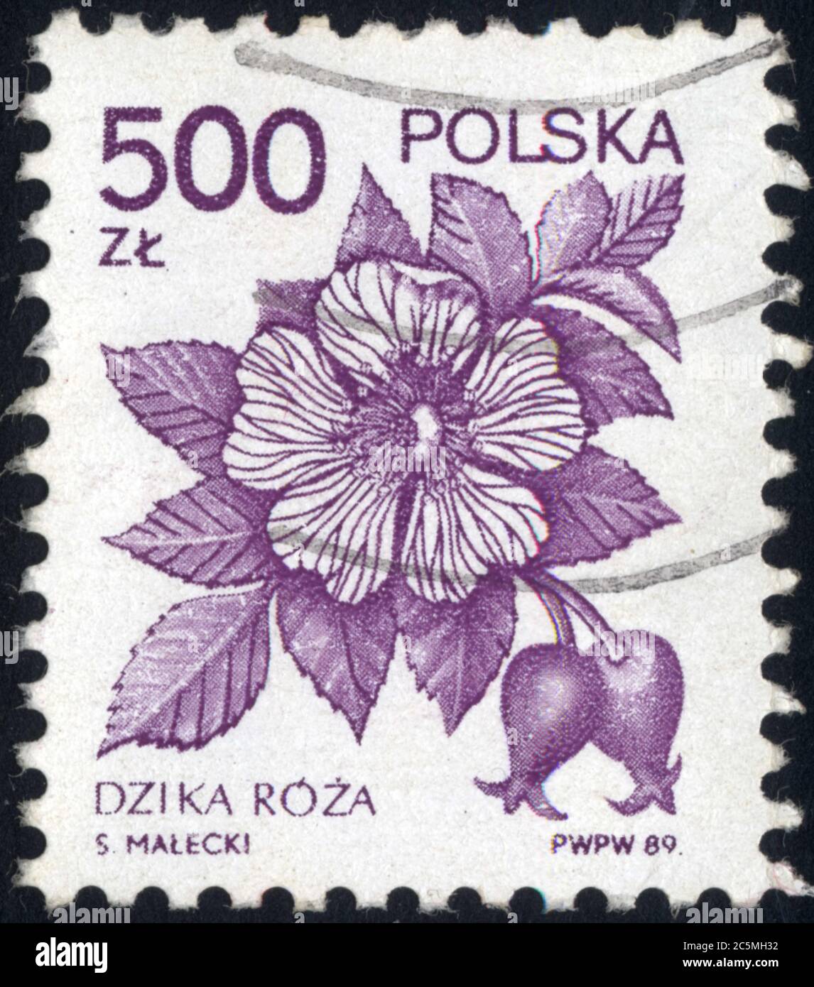dzika roza.polska.500zl.1989 Stock Photo - Alamy