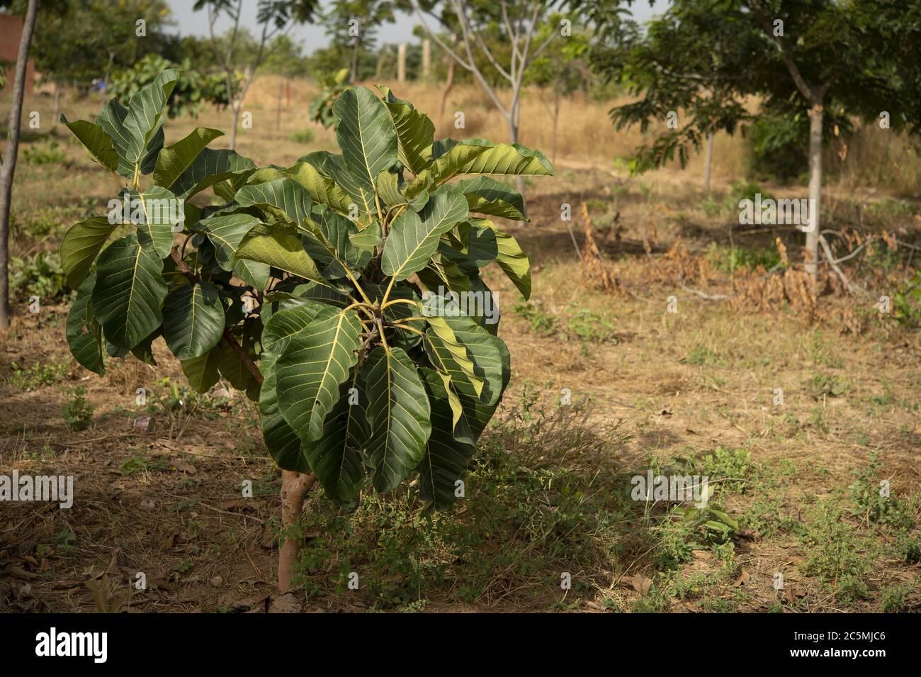 Cashew nuts, Anacardium occidentale, Anacardiaceae, Burkina Faso, Africa Stock Photo