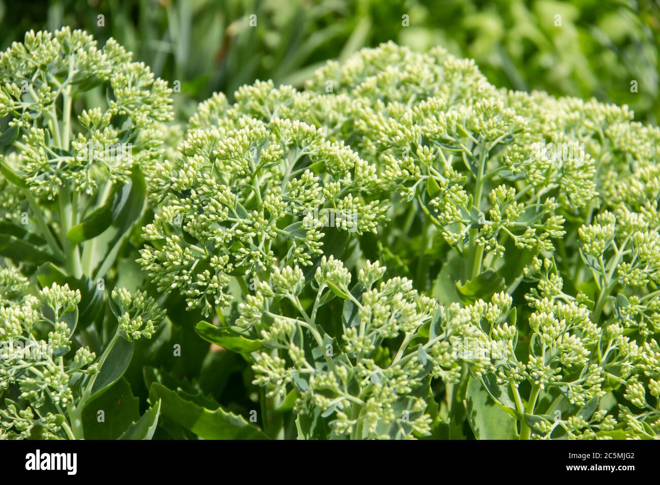 Large plant with fleshy green leaves, stems and inflorescences. Blooming Sedum spectabile 'Brilliant' stonecrop prominent in the summer season. Stock Photo