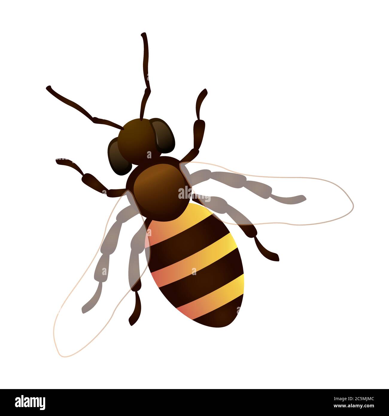 Vector illustration of honey bee on white background. EPS 10 Stock ...