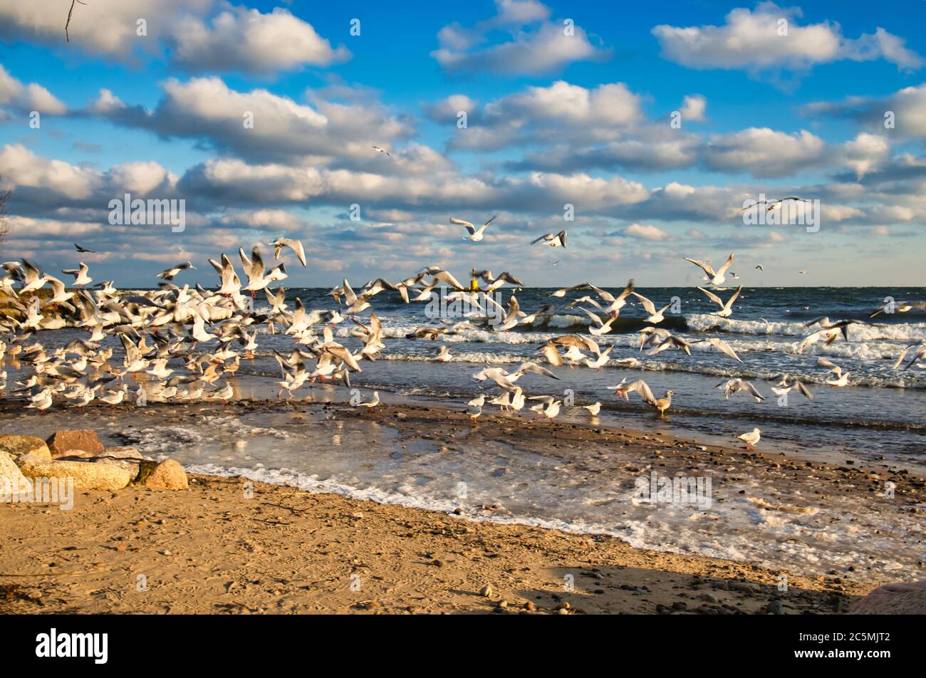 Winter landscape in beach. baltic nordic sea Stock Photo