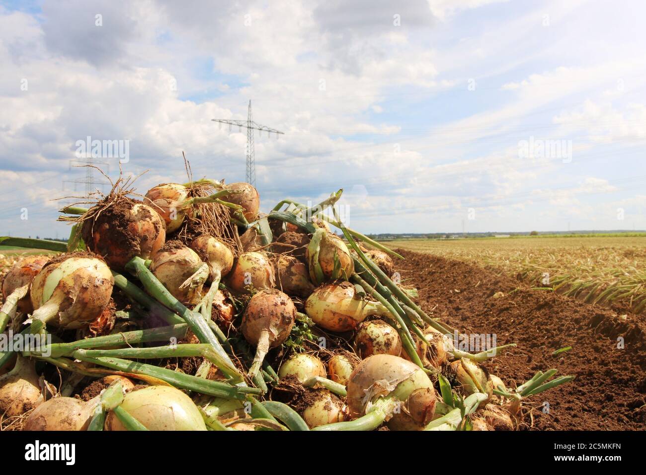 Agricultural bulb harvest Stock Photo Alamy