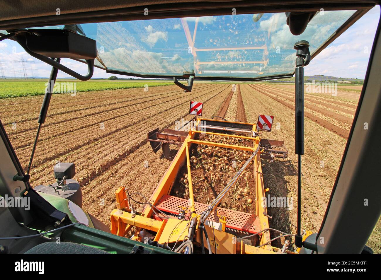 Agricultural bulb harvest Stock Photo Alamy