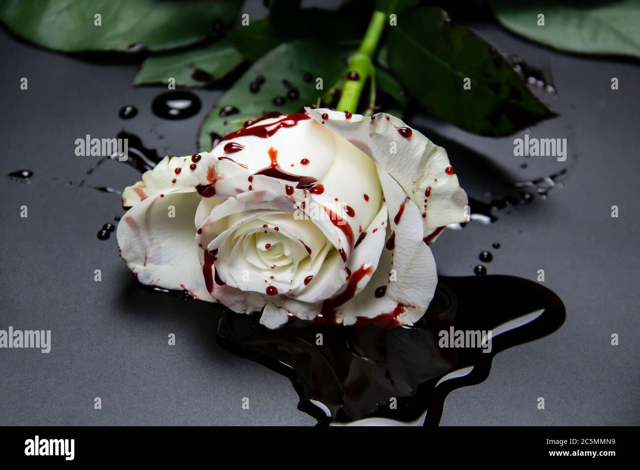 Beautiful and bloody white rose on the dark background. Bloody rose - conceptual photo.  White rose with blood. Stock Photo