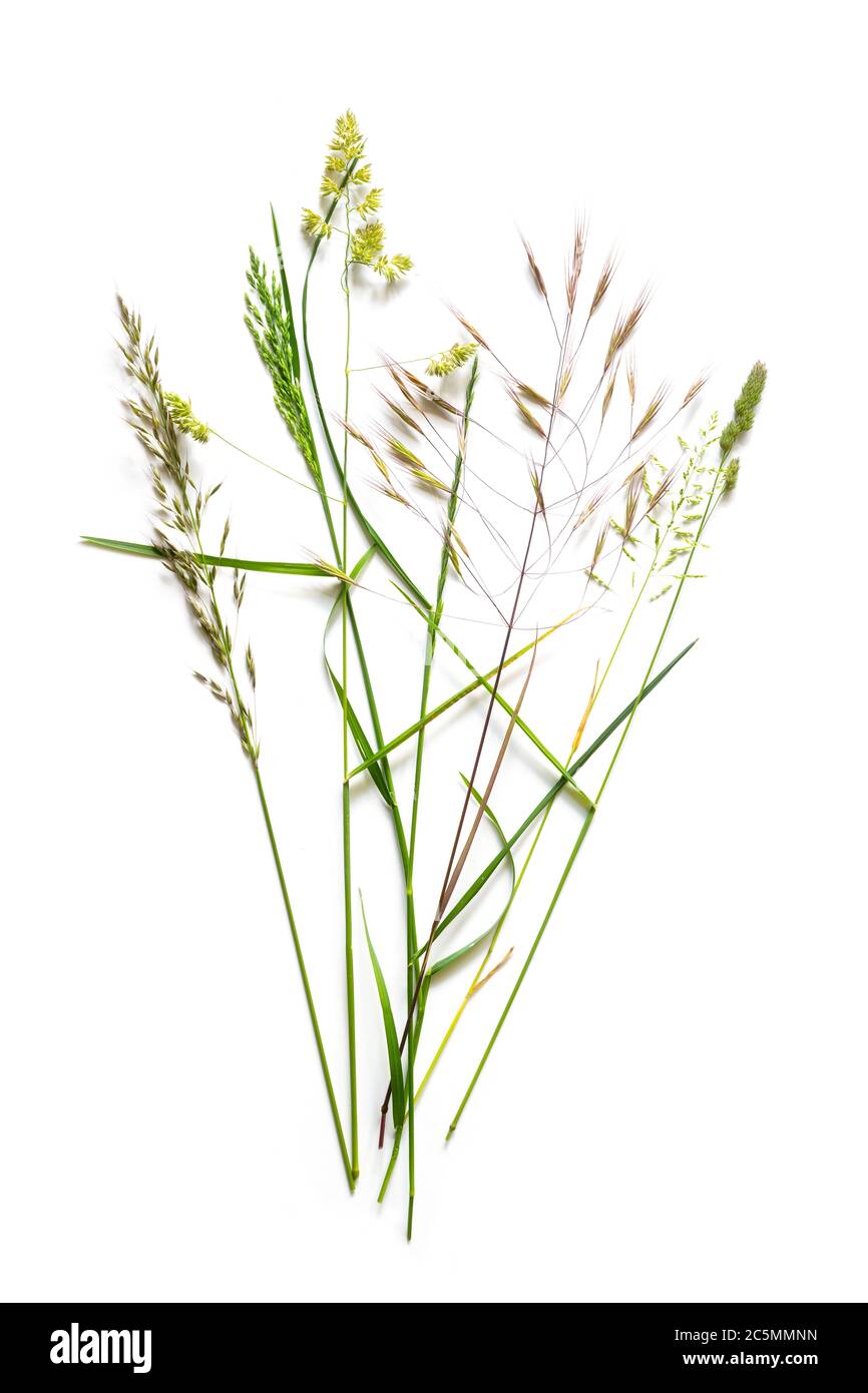 bouquet from beautiful wild grasses like dactylis, brome and reyegrass isolated on a white background with copy space Stock Photo