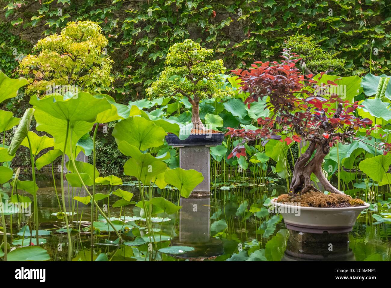 Japonais High Resolution Stock Photography And Images Alamy