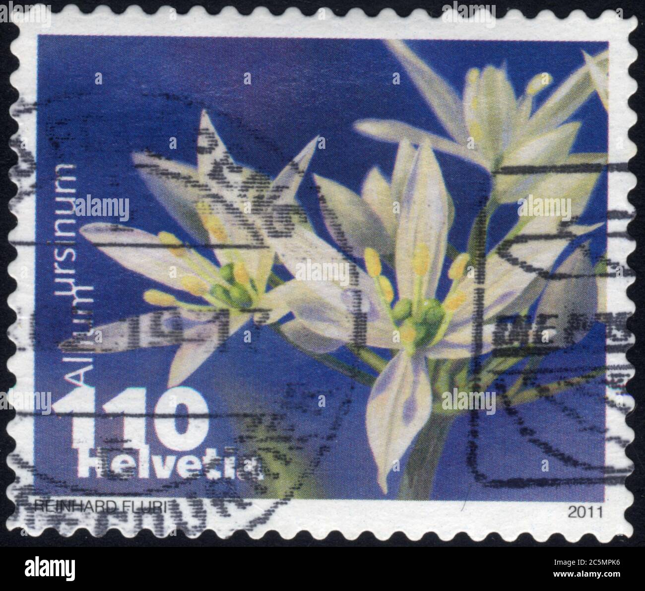 Timbre oblitéré Allium ursinum. 110. Helvetia. 2011 Stock Photo