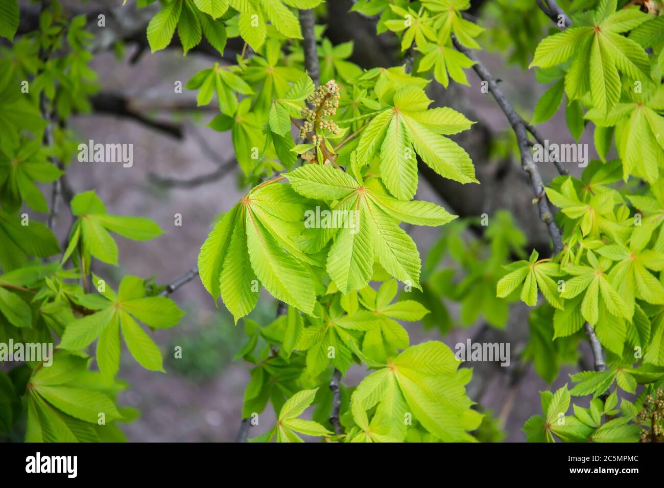 Macro photo of a branch chestnut tree with green leaves. Concept of the ...