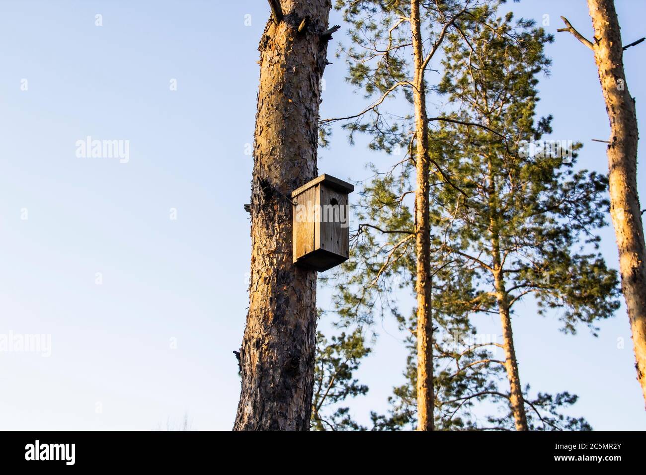 Birdhouse in a pine forest on a tree. Birdhouses in the forest. Bird box in  nature against blue sky Stock Photo - Alamy