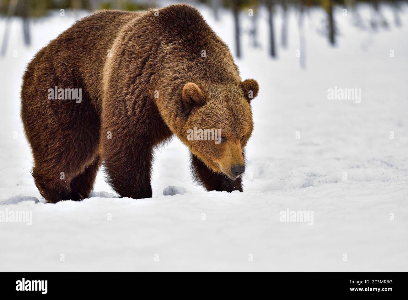 Brown bear. Those eyes are showing pure determination and power. Stock Photo
