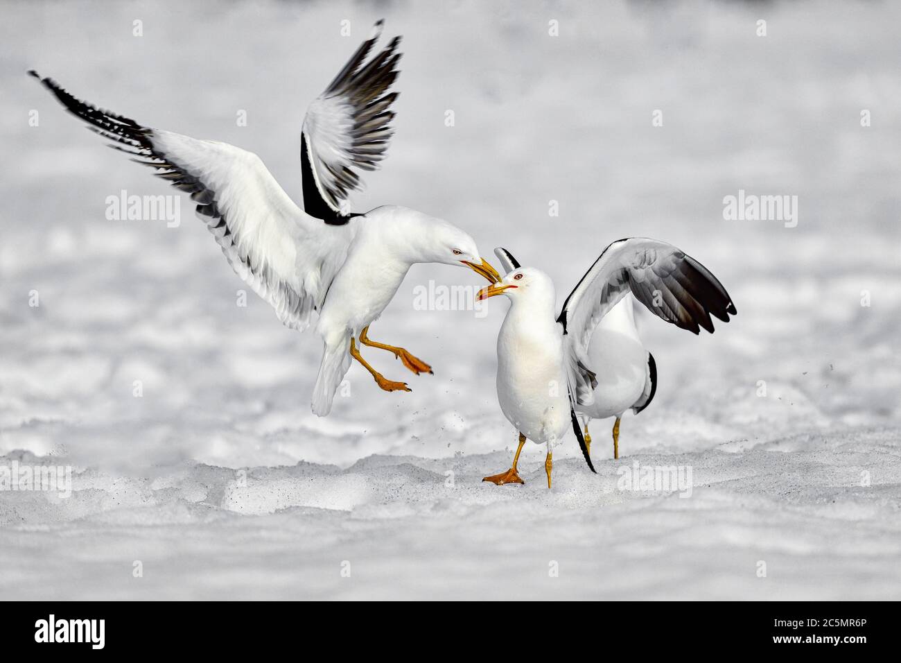 Auts! Lesser black-backed gull is showing aggression Stock Photo