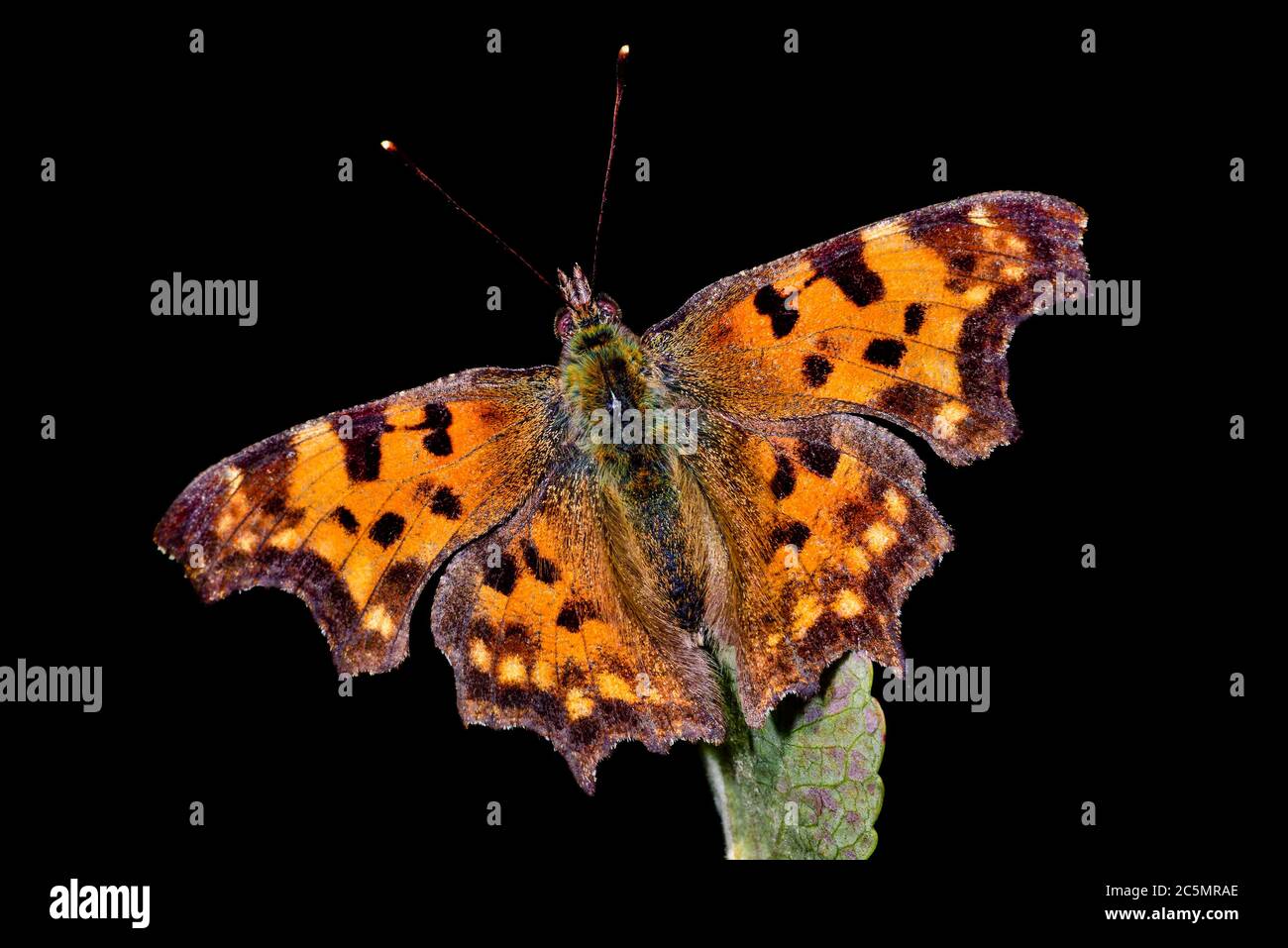 Orange comma butterfly hi-res stock photography and images - Alamy