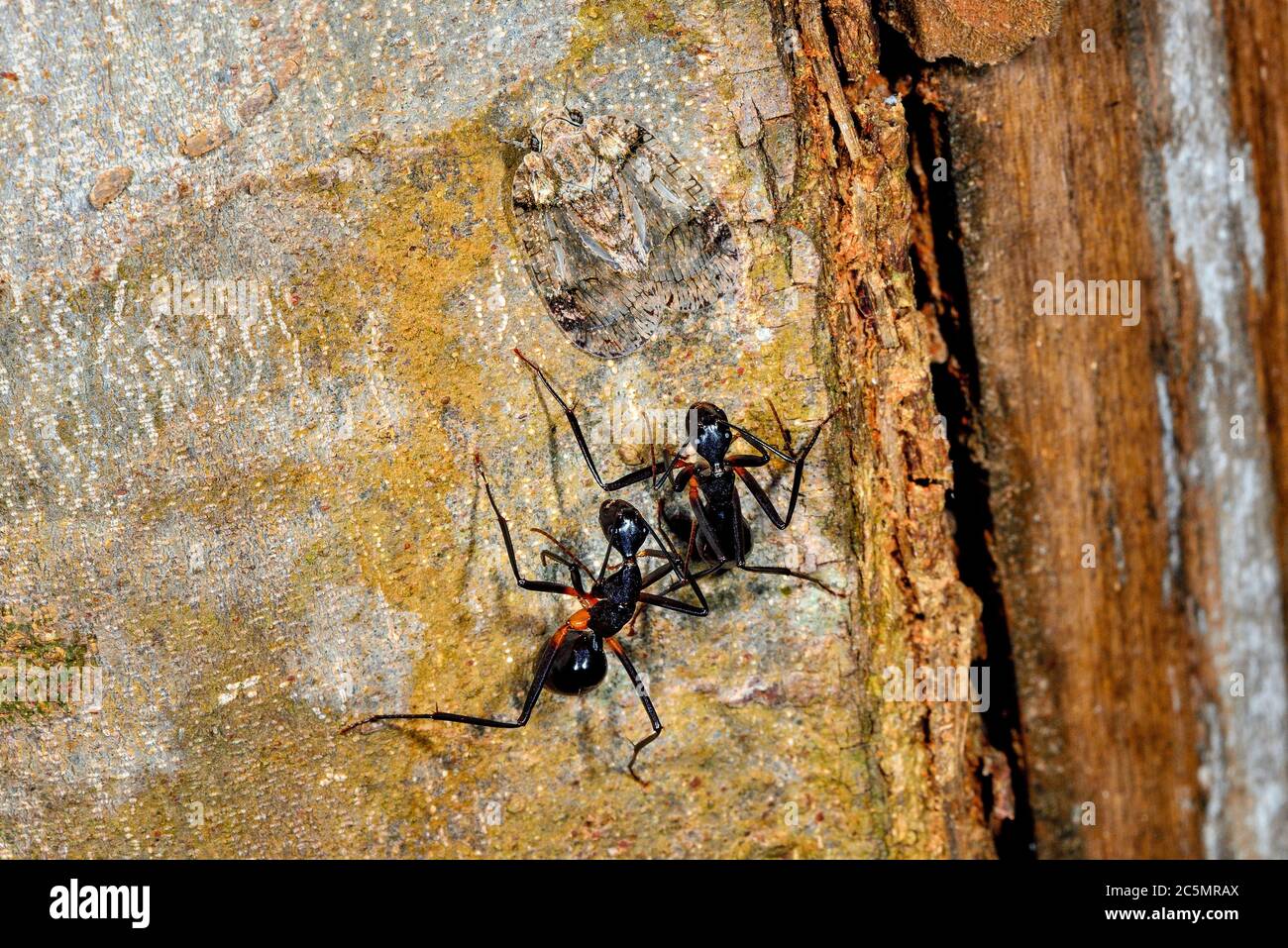 Madagascar Ants on the tree. When I was taking this picture I didn't notice that there was another insect present. Only later, when doing post process Stock Photo