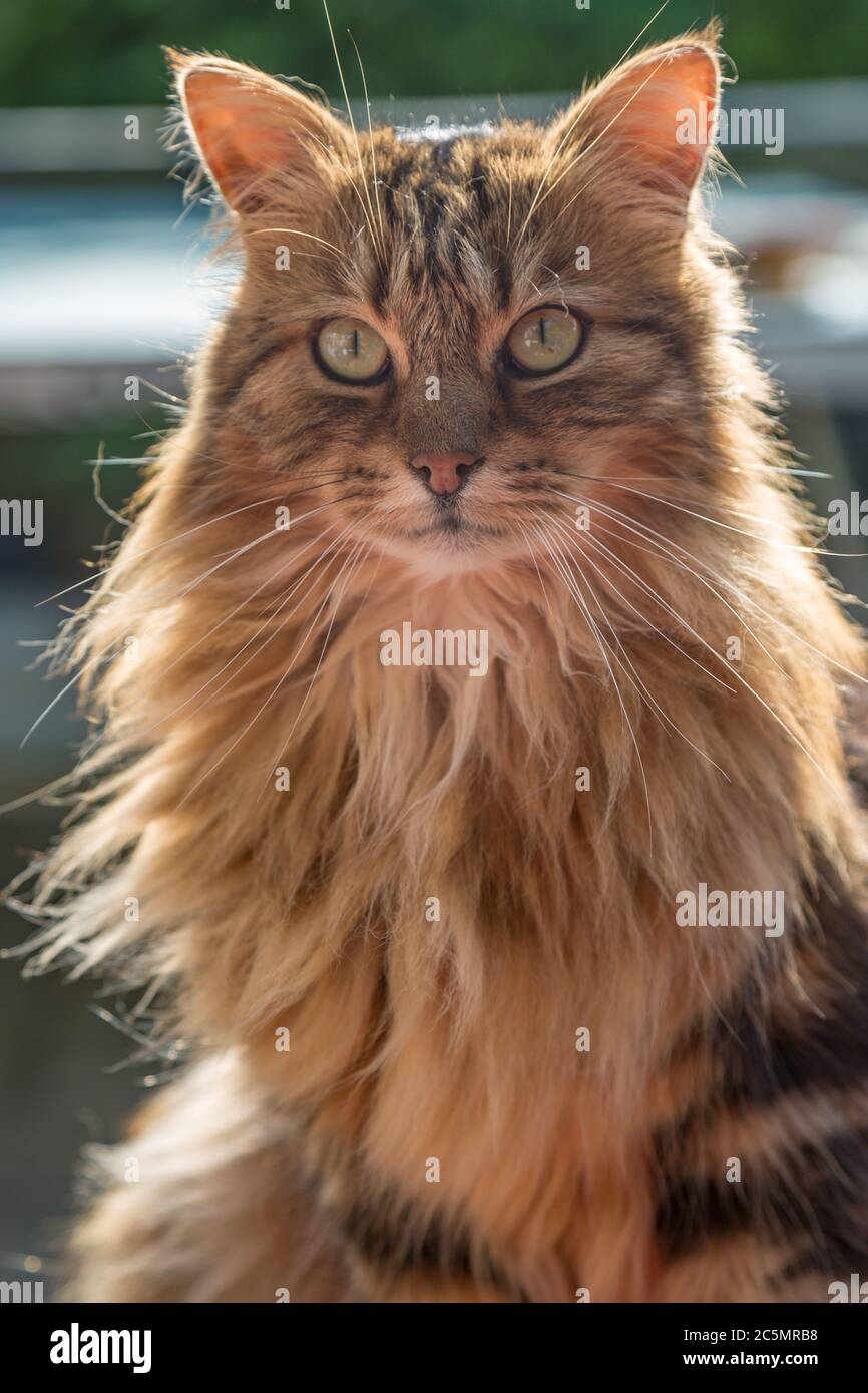 long haired tabby cat long haired tabby cat