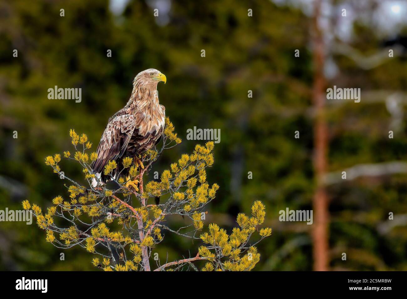 White-tailed eagle at the top of a pine tree Stock Photo