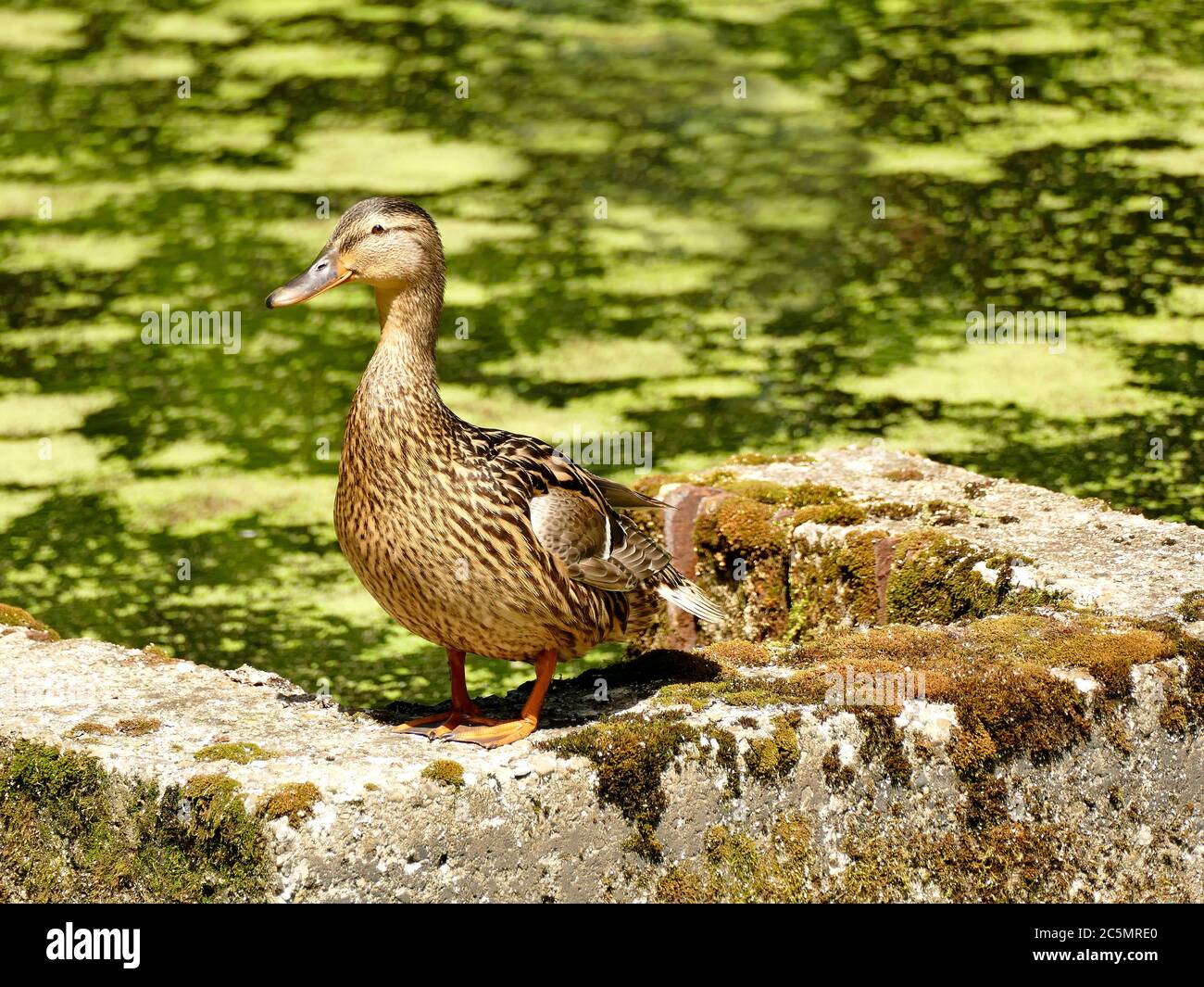 mallard hen in a pond in Germany Stock Photo