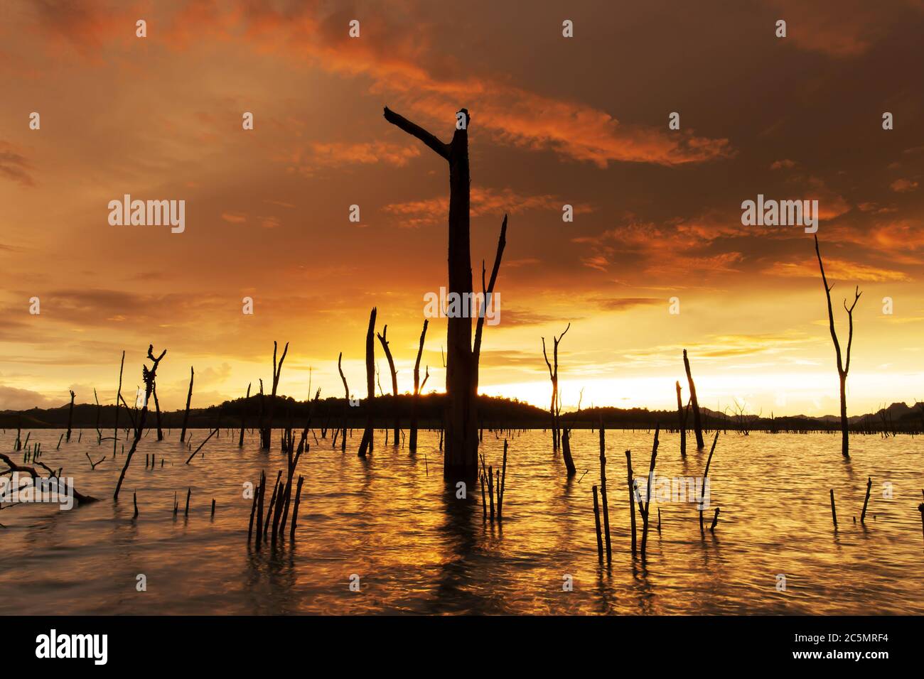 Dramatic dark storm cloud over a flooded lake, many dead trees and dry stumps in the flooded lake. Climate change concepts. Stock Photo