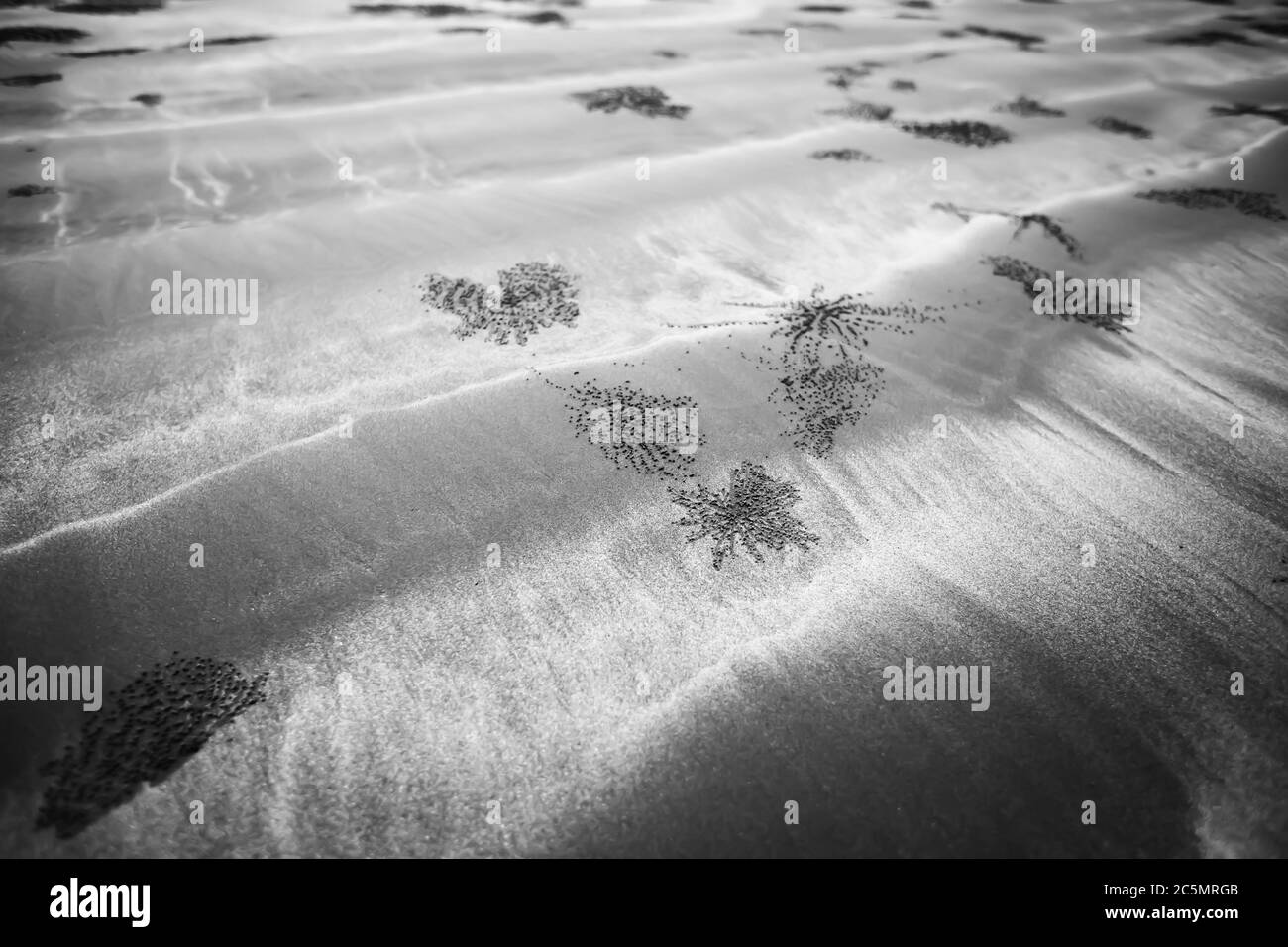 Abstract burrow of Ghost crabs on the sandy beach, land sand art of crabs. Monochrome. Close-up. Horizontal. Focus on the burrow. Stock Photo