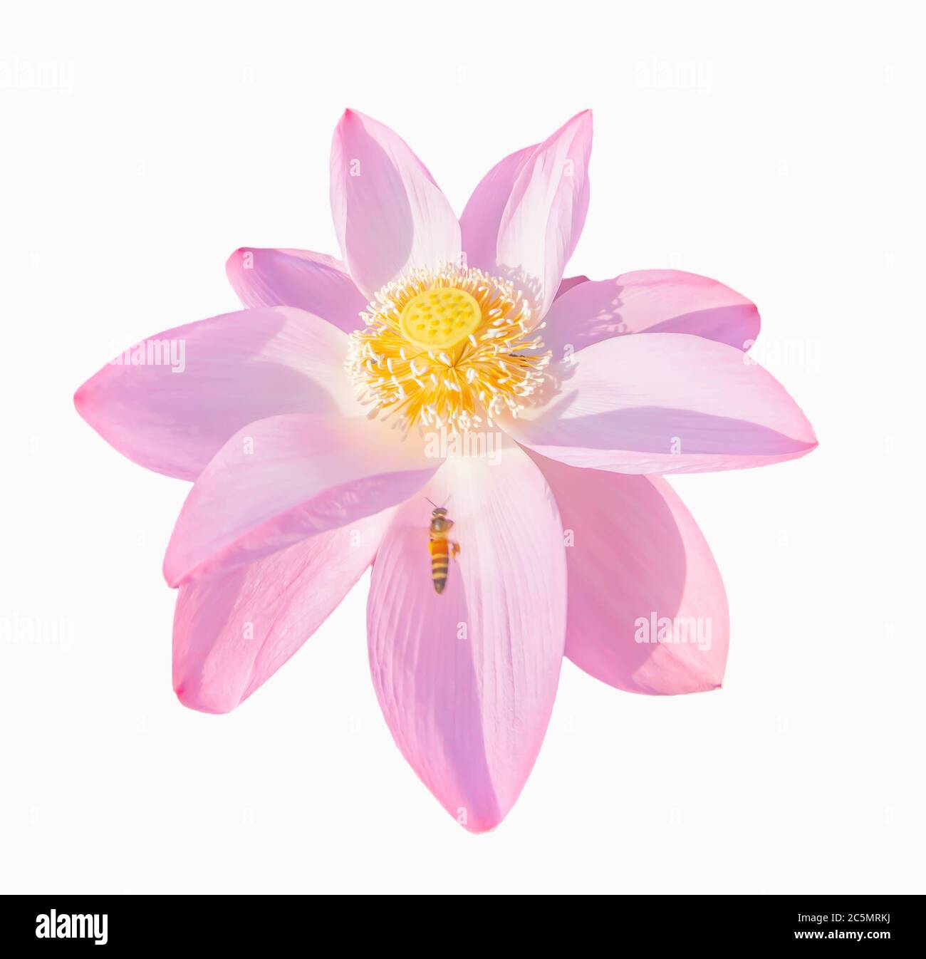 Motion blur, Asian honeybee collecting pollen from pink Lotus blossom, isolated on white background with clipping path. Close-up. Top view. Stock Photo