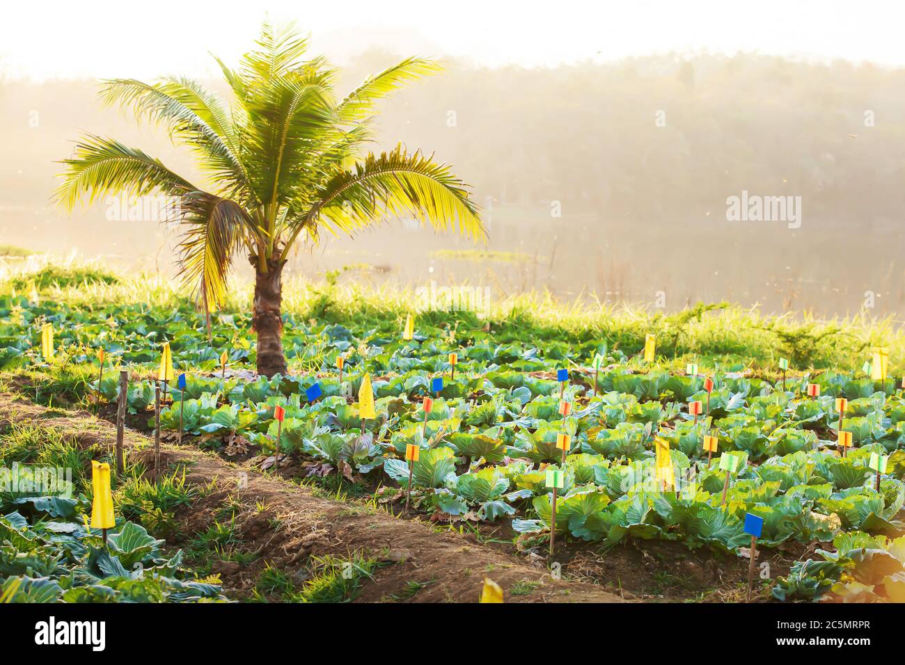 Organic vegetable garden at sunset, White cabbage and coconut palm