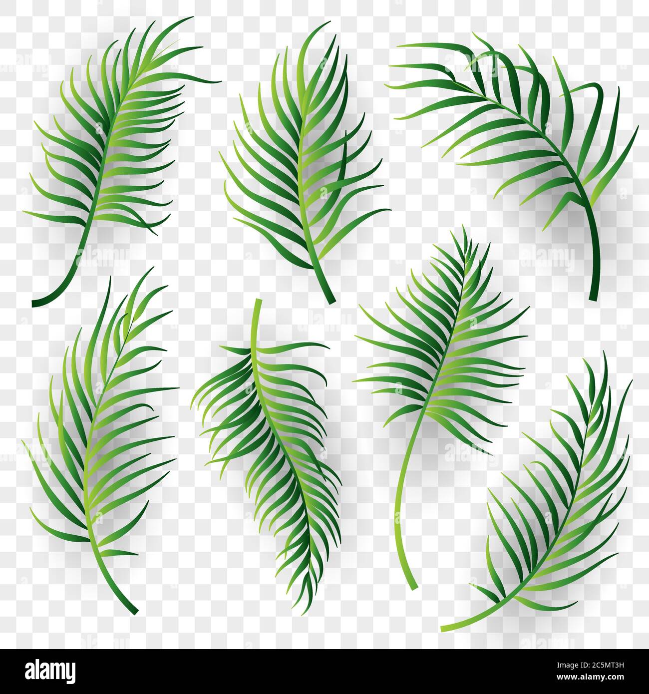 Palm leaves set on transparent background. Vector illustration Stock Vector