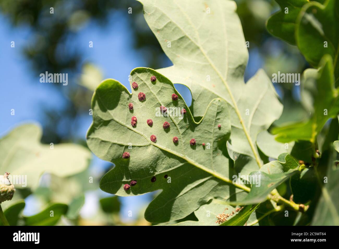 Oak Leaf Gall Midge (Polystepha pilulae) on the underside of an Oakleaf Stock Photo