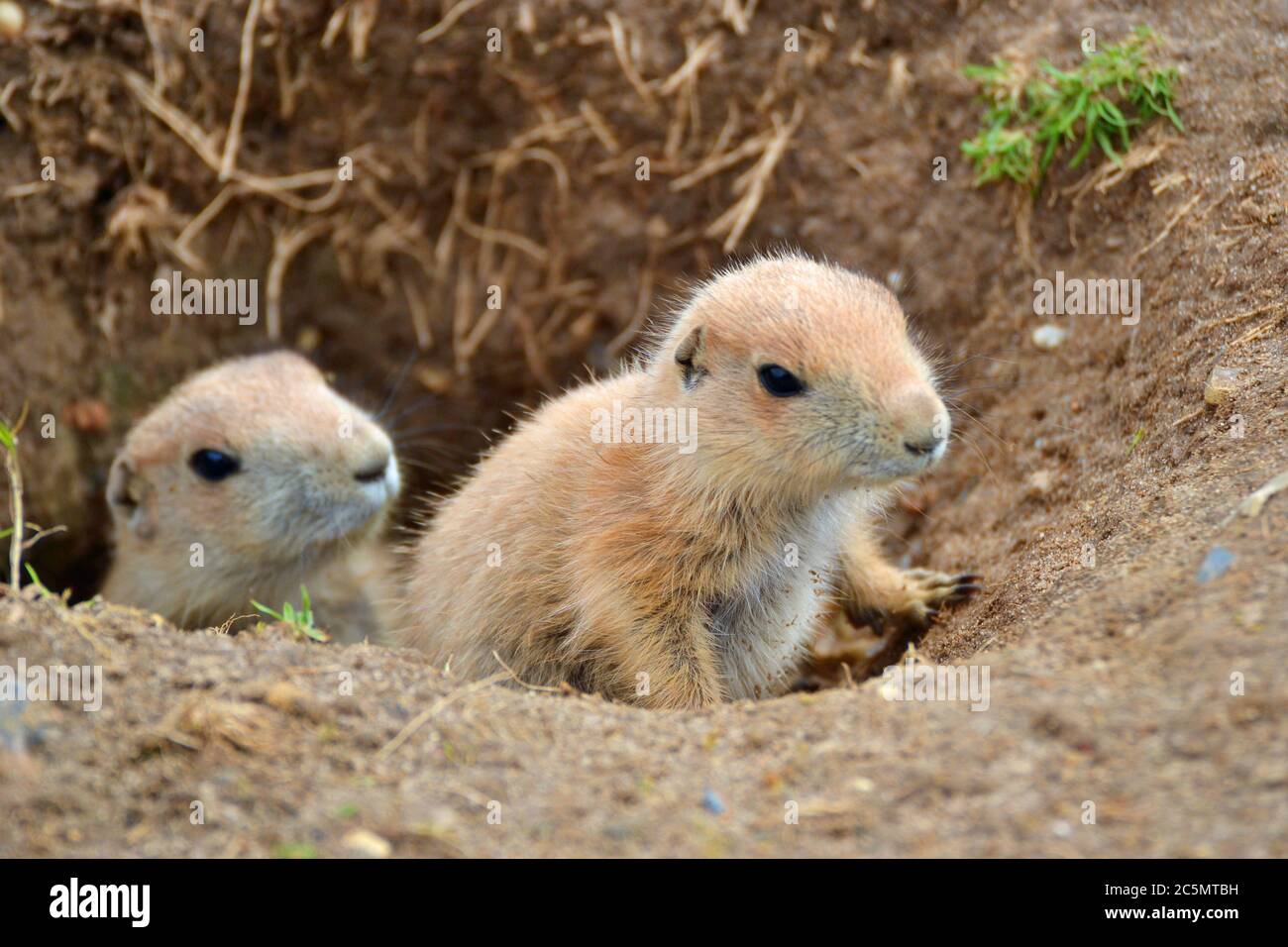 Young prairie dogs coming out of their burrow at Banham Zoo, Banham, Norfolk, England, UK Stock Photo