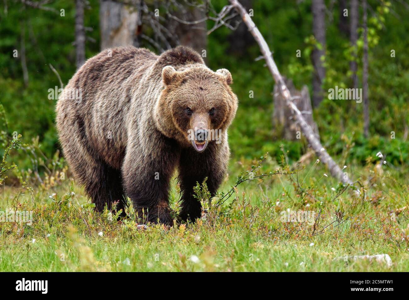 Brown bear looks a bit aggressive but is only communicating to his fellow bears that he's 'on the top of the hierarchy'. Stock Photo