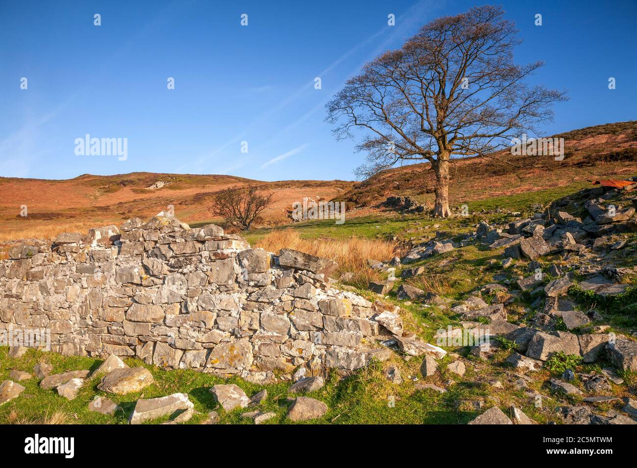 Solitary tree at Cilcain in the Clwydian Range, North Wales Stock Photo