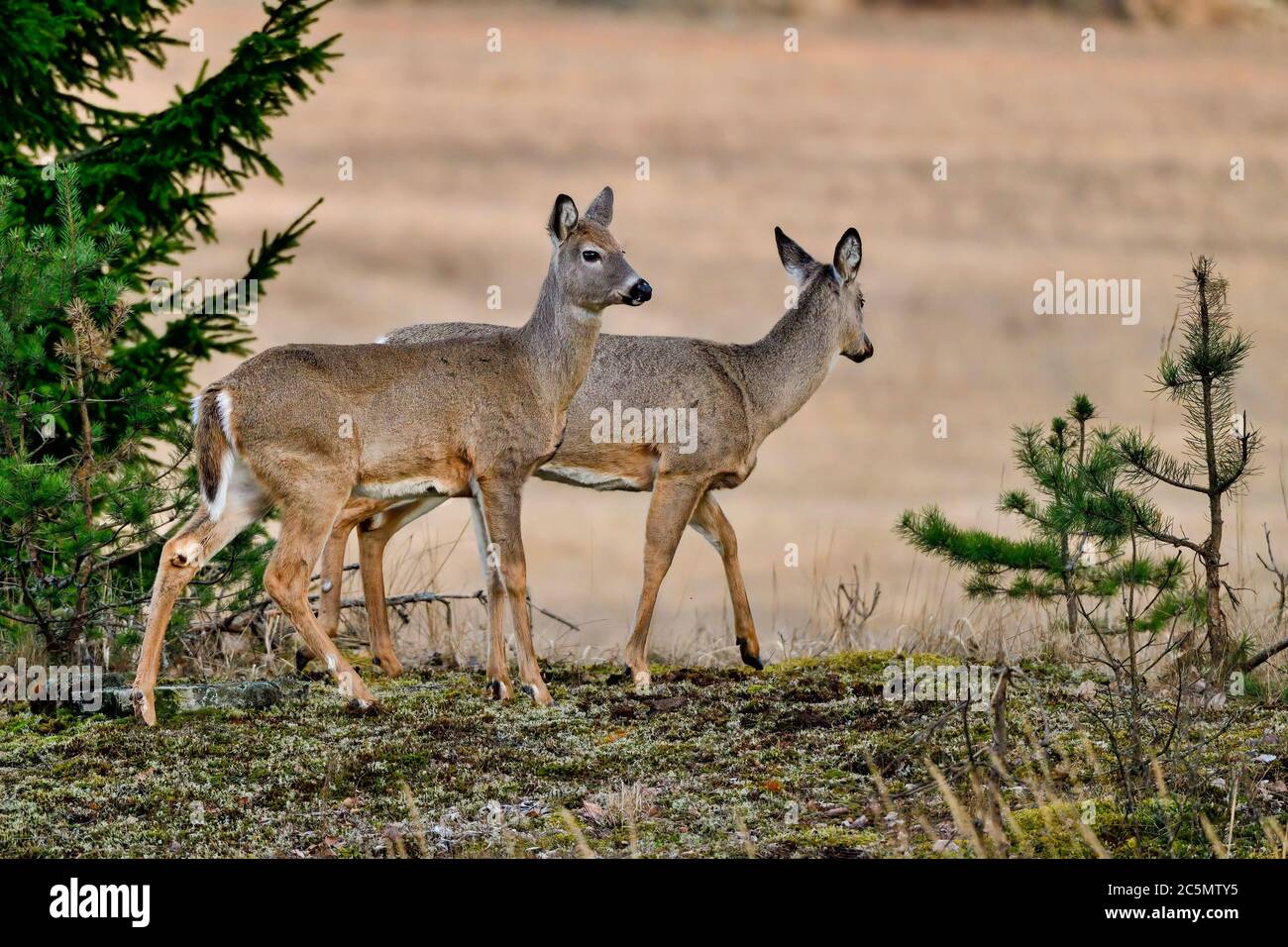 White-tailed deer in winter coat Stock Photo
