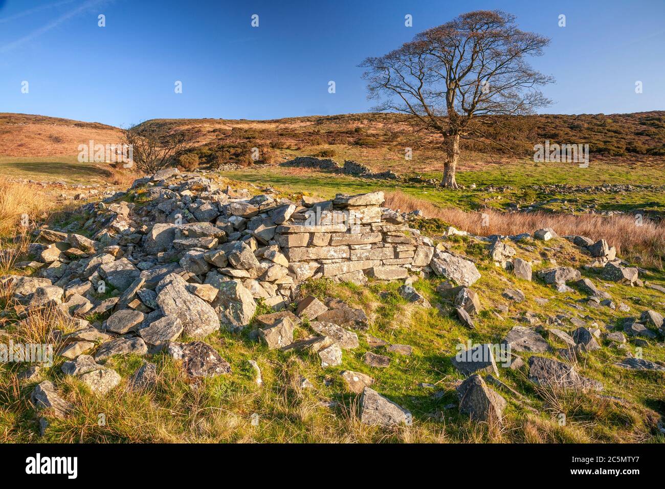 Solitary tree at Cilcain in the Clwydian Range, North Wales Stock Photo