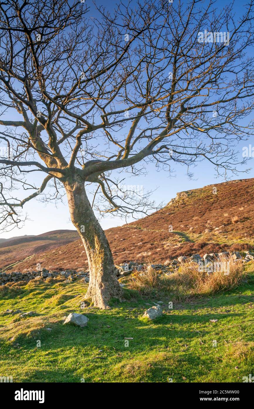 Solitary tree at Cilcain in the Clwydian Range, North Wales Stock Photo