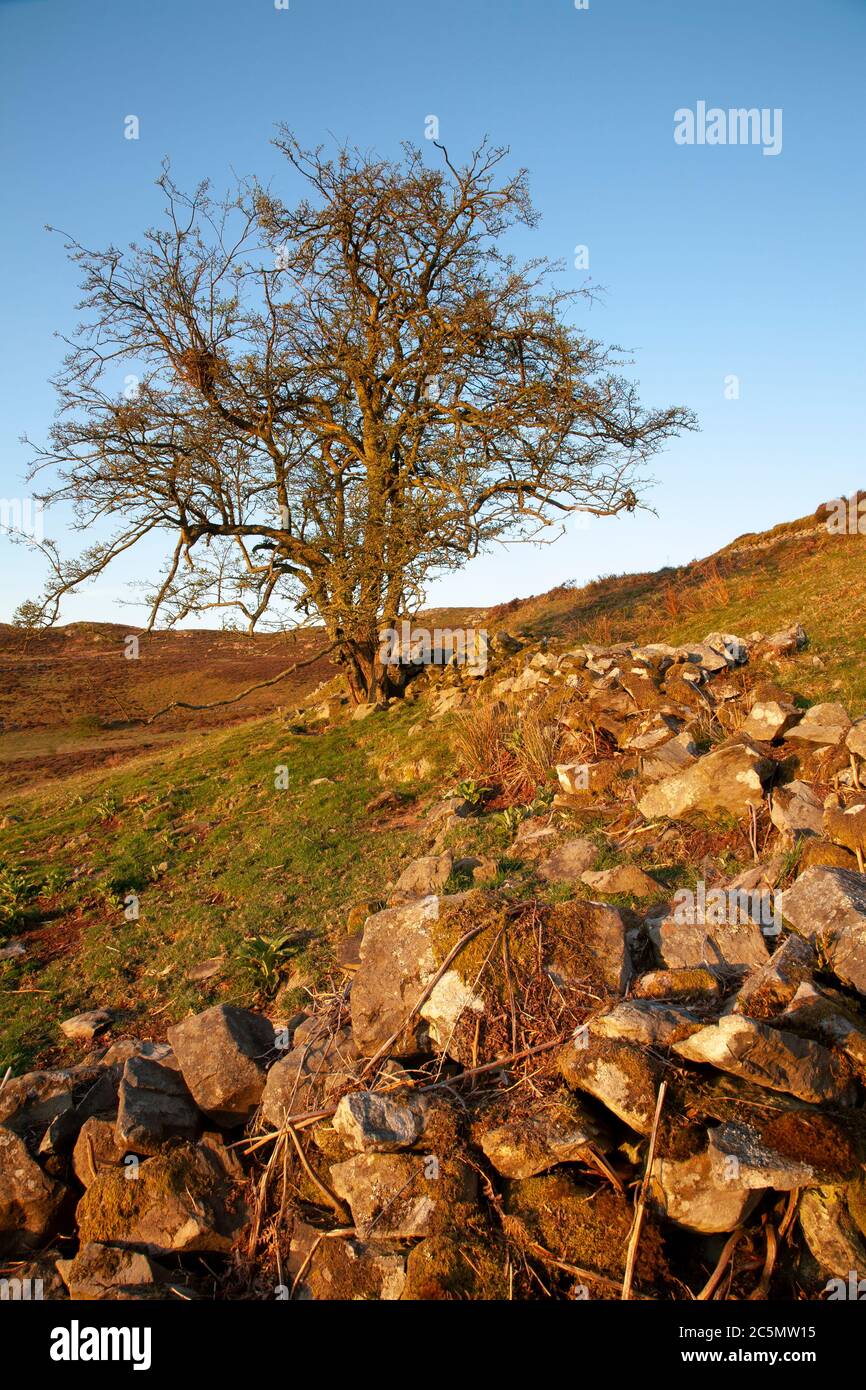 Solitary tree at Cilcain in the Clwydian Range, North Wales Stock Photo